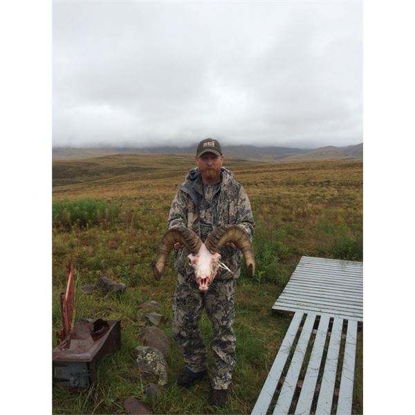 14 day - Alaska Dall Sheep / Grizzly Bear & Wolf Combo Hunt