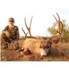 Image 2 : 5 day - New Mexico Mule Deer Rifle Hunt for 2 Hunters