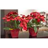 Image 1 : PAIR OF ARTIFICIAL POINSETIAS 19" CERAMIC POT