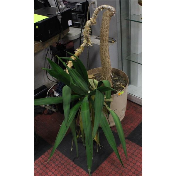 UNCLAIMED LARGE HOUSEPLANT - DAMAGED