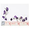 Image 2 : ESTATE 925 ST. SILVER NATURAL AMETHYST EARRINGS