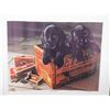 Image 2 : Peters "New Arrivals" Poster Pups in a Ammo Box 1980