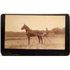 Image 1 : Harness Racing Picture Silkwood [122181]