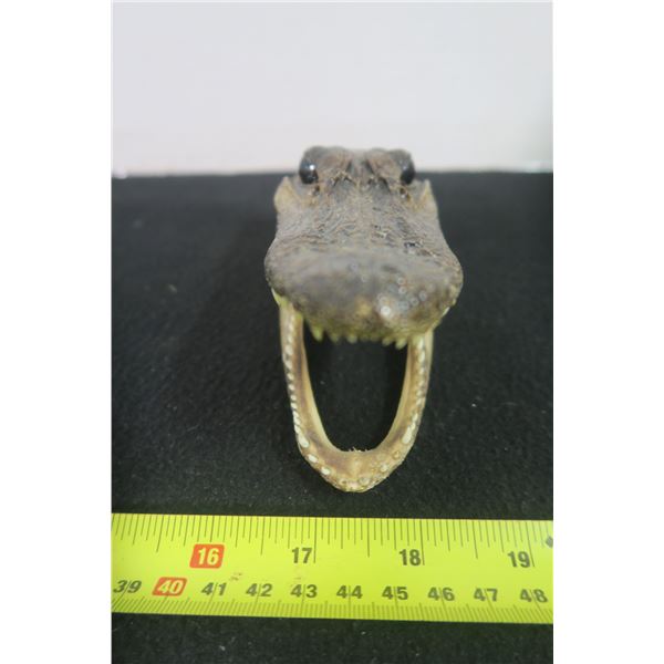 Gator Head