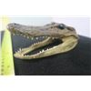 Image 3 : Gator Head