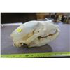 Image 1 : 2 piece bear skull