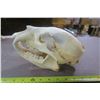 Image 3 : 2 piece bear skull
