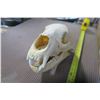 Image 4 : 2 piece bear skull