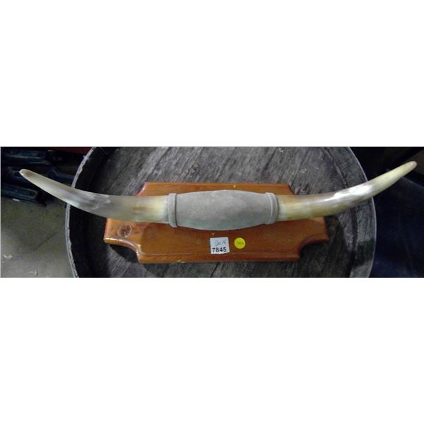 Mounted Bull Horns