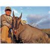 Image 1 : Texas Nilgai Hunt