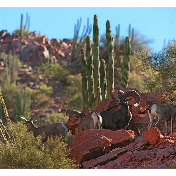 Desert Bighorn Sheep Hunt on the El Chaparral Ranch, Mexico