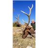 Image 1 : 5-Day New Mexico Elk Hunt