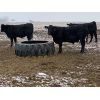 Image 4 : Gordy, Chance & Amanda Whittemore - 740# Steer Calves - 65 Head (Trochu, AB)