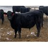 Image 5 : Gordy, Chance & Amanda Whittemore - 740# Steer Calves - 65 Head (Trochu, AB)
