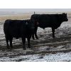 Image 6 : Gordy, Chance & Amanda Whittemore - 740# Steer Calves - 65 Head (Trochu, AB)