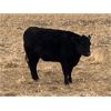 Image 5 : Tom McNiven - 19 Angus X 3rd & 4th Calvers (Vulcan, AB)