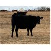 Image 6 : Tom McNiven - 19 Angus X 3rd & 4th Calvers (Vulcan, AB)