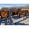 Image 2 : Ellis Edge - 600# Heifer Calves - 40 Head (Cochrane, AB)