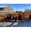 Image 4 : Ellis Edge - 600# Heifer Calves - 40 Head (Cochrane, AB)