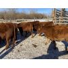 Image 6 : Ellis Edge - 600# Heifer Calves - 40 Head (Cochrane, AB)