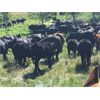 Image 2 : Blue Goose Cattle Co. - 540# Steer Calves - 110 Head (100 Mile House, BC)