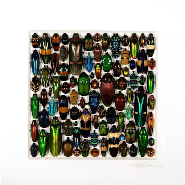 Framed, Christopher Marley, Coleoptera Mosaic
