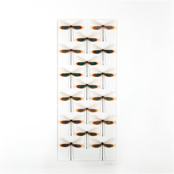 Framed, Christopher Marley, Damselfly Drift
