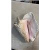 Image 7 : 3 URCHANT SEASHELLS