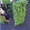 Image 2 : 2 PC CHRISTMAS HOLIDAY LAWN LIGHT UP METAL DECORATION WITH PLUG LINKABLE