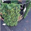 Image 4 : 2 PC CHRISTMAS HOLIDAY LAWN LIGHT UP METAL DECORATION WITH PLUG LINKABLE