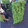 Image 2 : 2 PC CHRISTMAS HOLIDAY LAWN LIGHT UP METAL DECORATION WITH PLUG LINKABLE