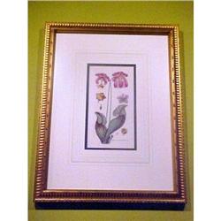 18th Century Botanical, Framed #2323270