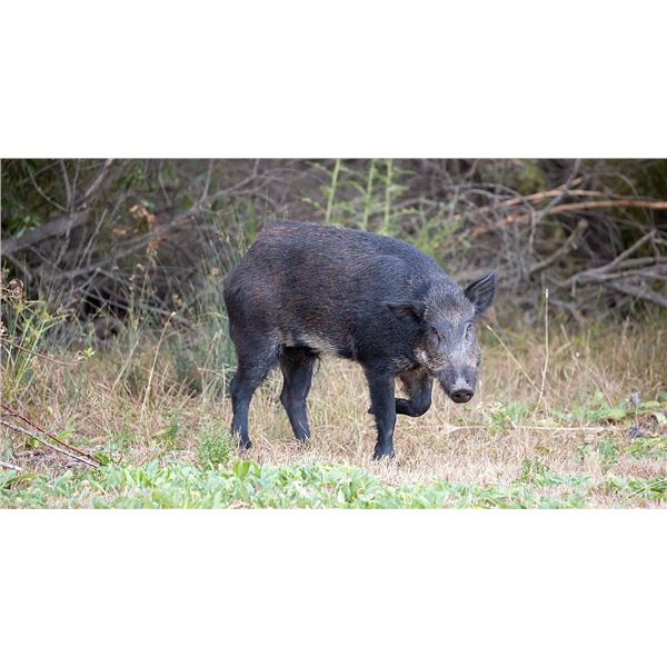 MICHIGAN FERAL HOG HUNT