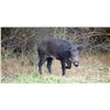 Image 1 : MICHIGAN FERAL HOG HUNT