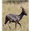 Image 1 : FOUR DAY SOUTH AFRICAN SAFARI FOR 1 HUNTER AND 1 OBSERVER, INCLUDING TROPHY FEES FOR BLACK IMPALA AN
