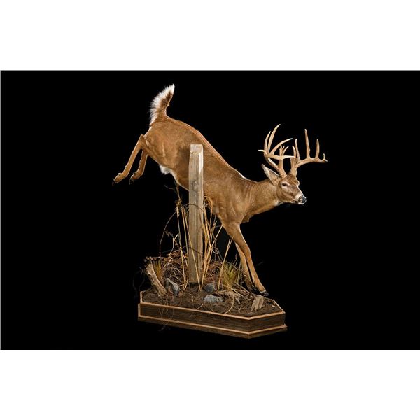 $500 GIFT CERTIFICATE FOR TAXIDERMY WORK