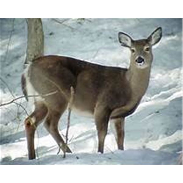 DETROIT RED WINGS GAME PACKAGE AT LITTLE CEASARS ARENA