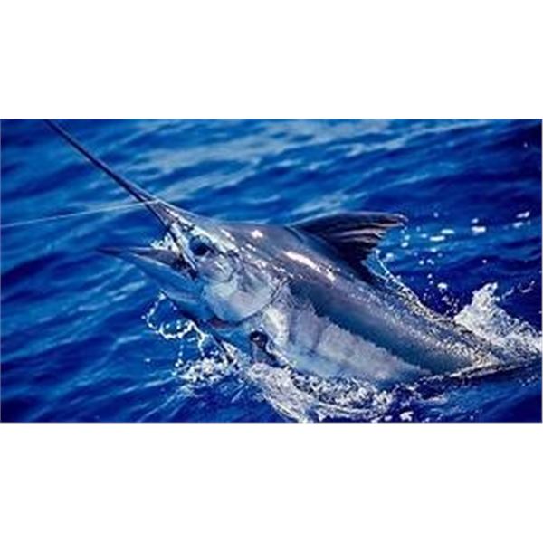6 DAY MEXICAN SALTWATER FISHING TRIP FOR ONE
