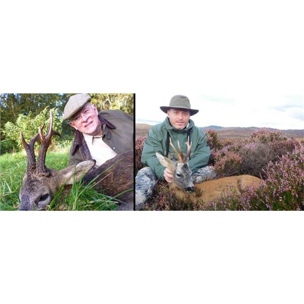 SCOTLAND ROE DEER HUNT FOR ONE HUNTER