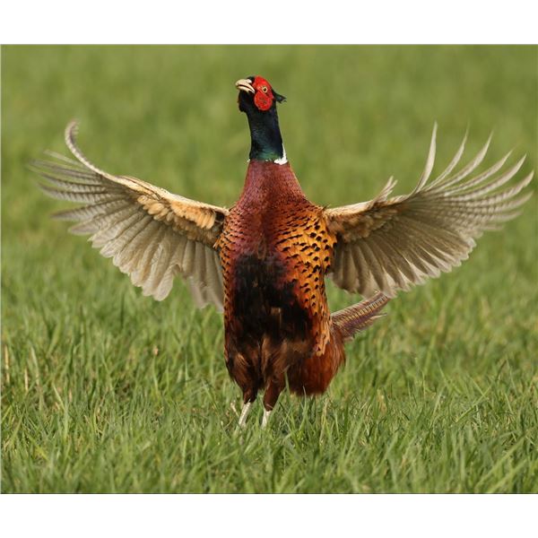 MICHIGAN PHEASANT WALK UP HUNT FOR FOUR HUNTERS