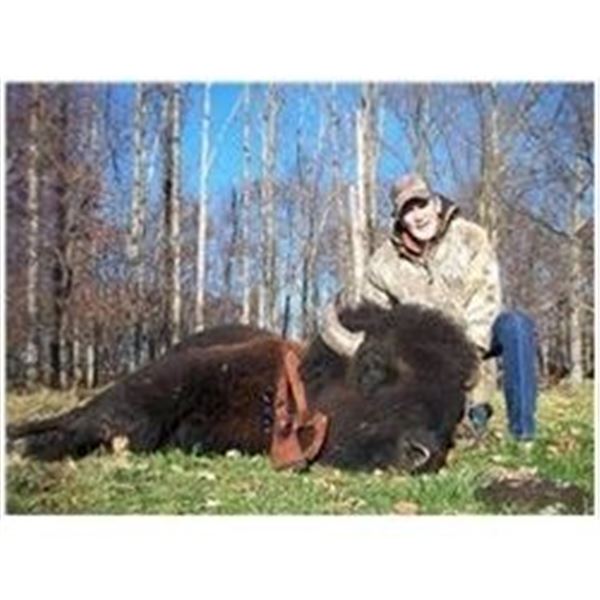 MICHIGAN BUFFALO BULL HUNT