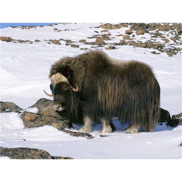 SPRING MUSK OX HUNT