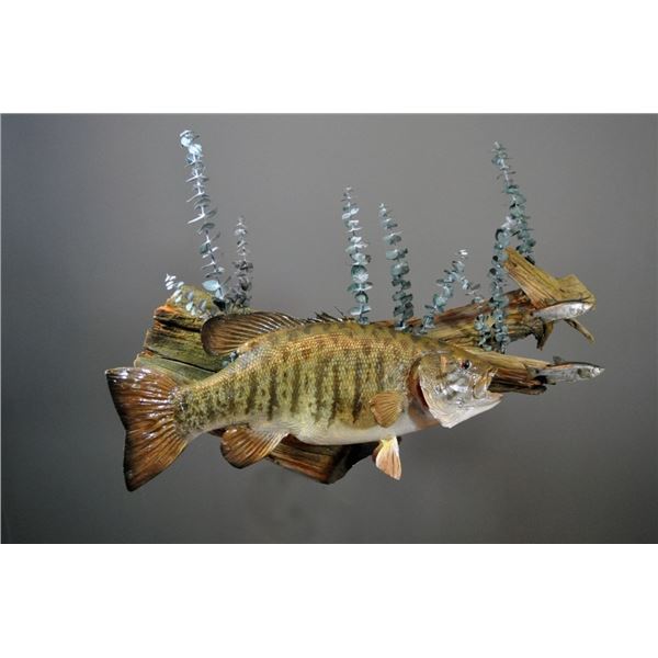 $500 GIFT CERTIFICATE FOR TAXIDERMY WORK