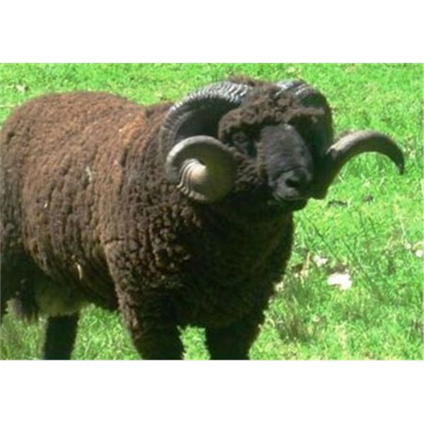 7 DAY ARGENTINA HUNT FOR TWO WITH 1 RUSSIAN BOAR, 1 RAM AND 1 MULTI-HORNED SHEEP PER HUNTER