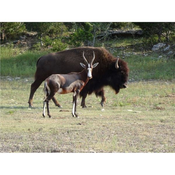 TROPHY EXOCTIC HUNT IN TEXAS FOR 2 -5 HUNTERS