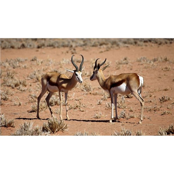 FOUR-DAY SOUTH AFRICAN SPRINGBOK SLAM FOR ONE HUNTER