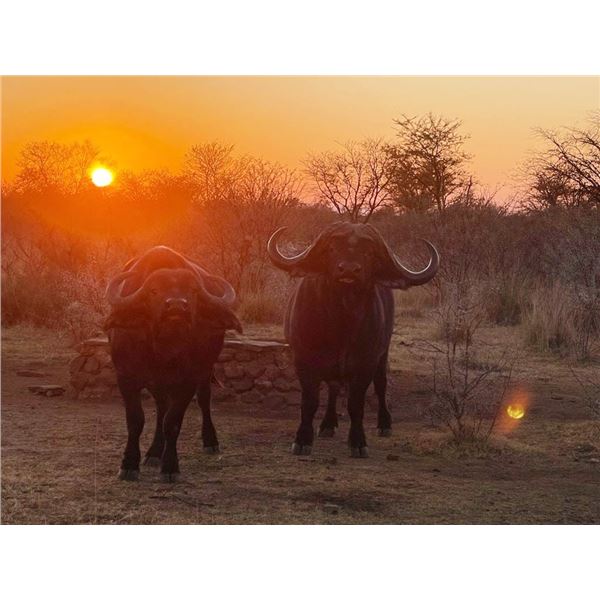 FOUR-DAY SOUTH AFRICAN CAPE BUFFALO AND SABLE HUNT FOR ONE HUNTER