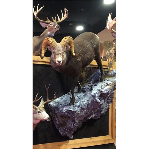 $500 Certificate for Taxidermy Work