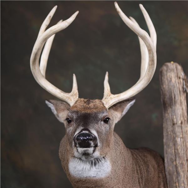 $1000 Certificate for Taxidermy Work