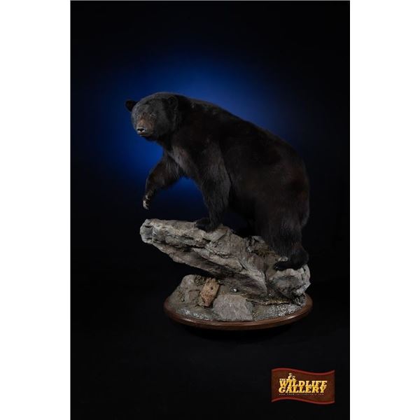 Life Size Black Bear Mount